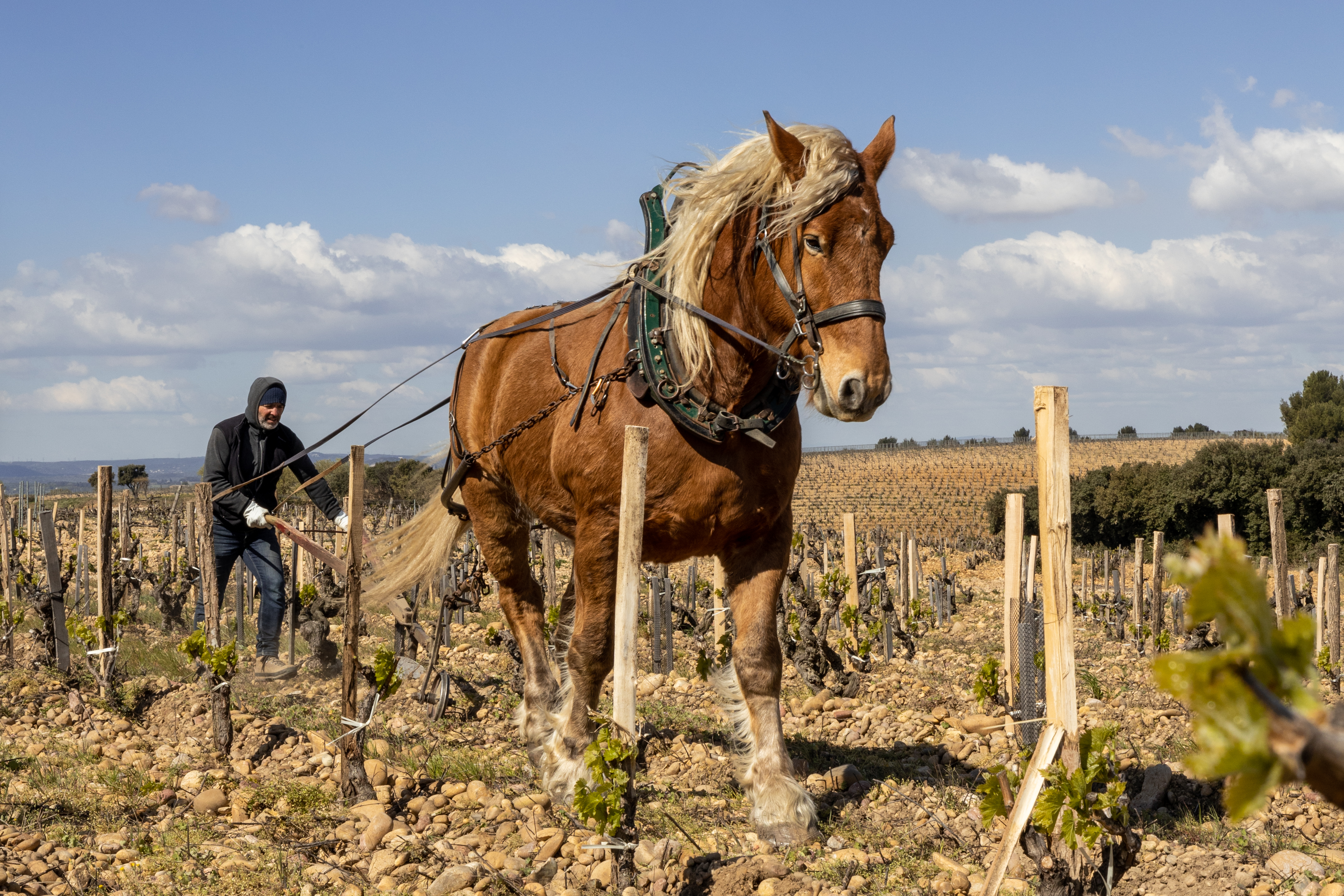 Vignobles Mayard